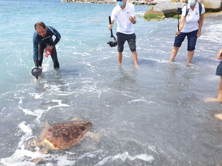 Rilascio Caretta caretta 01.07.2020_115426