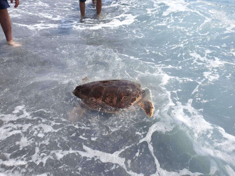 Rilascio Caretta caretta 01.07.2020_120057