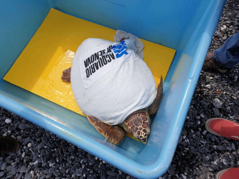 Trasferimento Caretta caretta 01.07.2020_114604