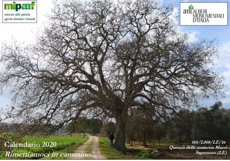 Biodiversità: alberi monumentali, aperto il concorso fotografico del Mipaaf