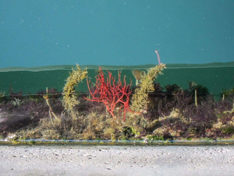 Completato uno studio sulla biodiversità nel porto antico di Genova