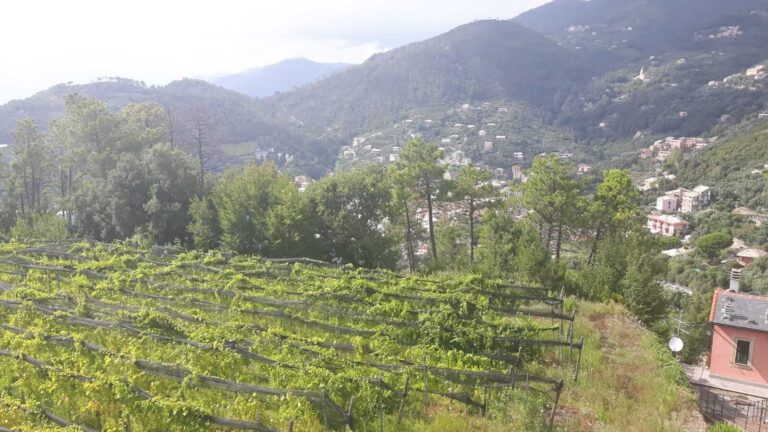 Vigneti in Liguria, via libera al bando di ristrutturazione e riconversione