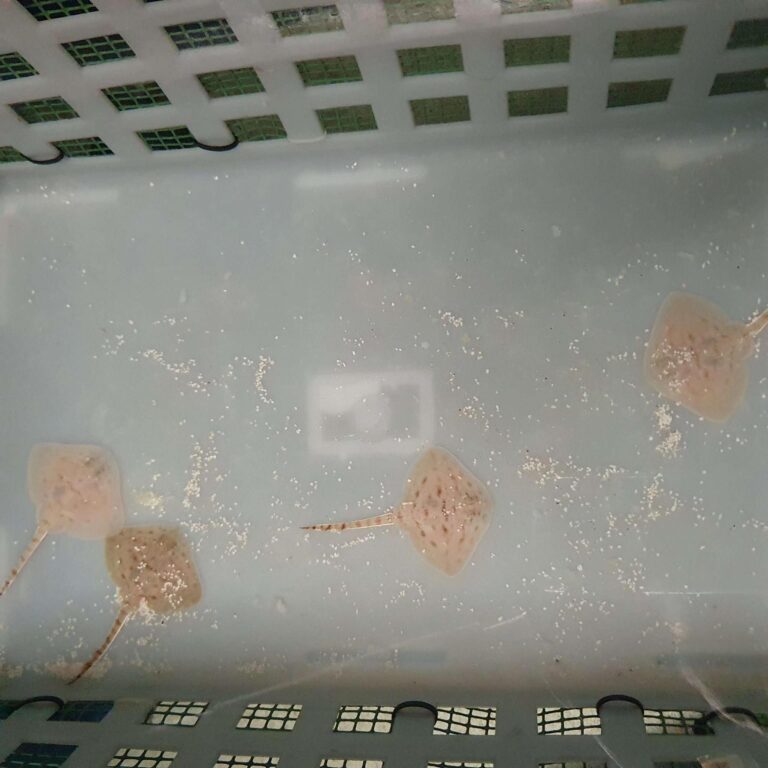 2020 piccole razze di 2 e 4 giorni (1)