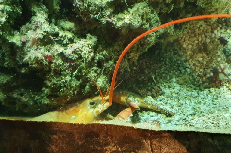 astice giallo in vasca espositiva media