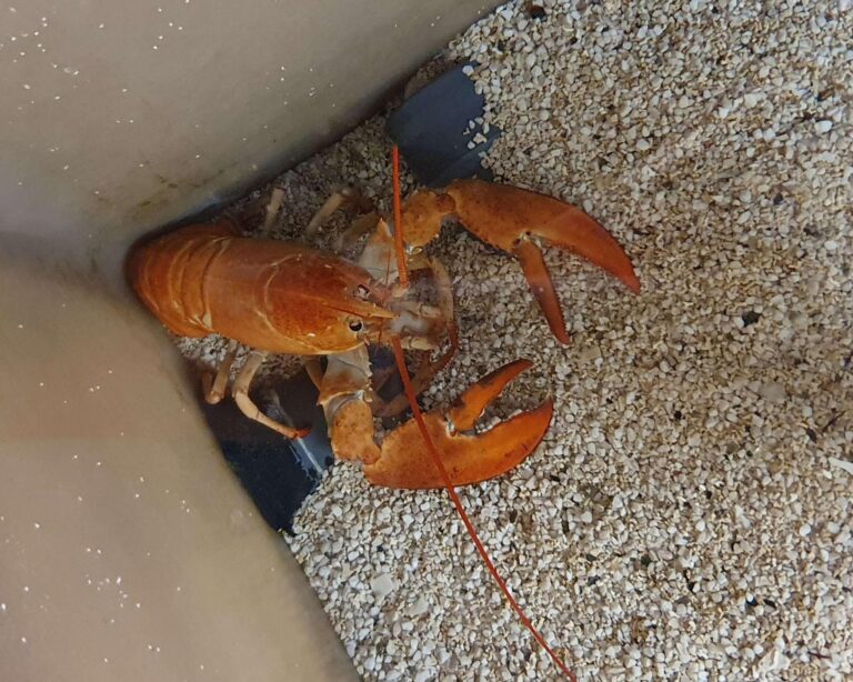 L’Acquario di Genova accoglie un raro astice giallo