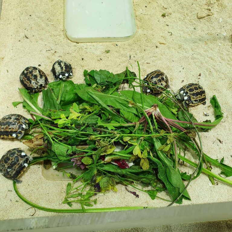 piccoli Pyxis nati fine agosto metà settembre 2020 (3)