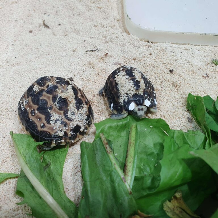 piccoli Pyxis nati fine agosto metà settembre 2020 (4)