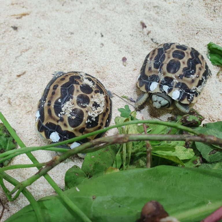 All’Acquario di Genova sono nate sei tartarughe e cinque razze