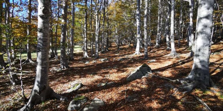 Liguria, una nuova campagna promozionale: “Un mare di boschi”