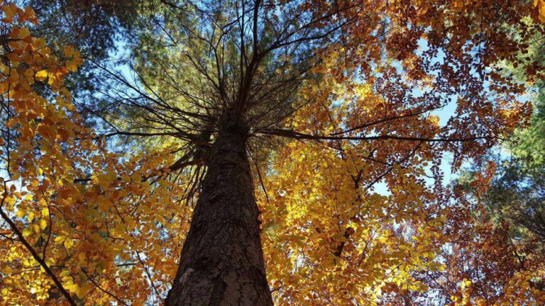 Parco dell’Aveto, sabato e domenica 17 e 18 ottobre: escursioni guidate nei boschi