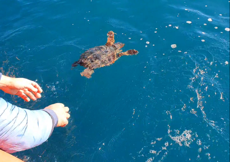 Caretta caretta rilasciata in mare, era stata curata dall’Acquario di Genova