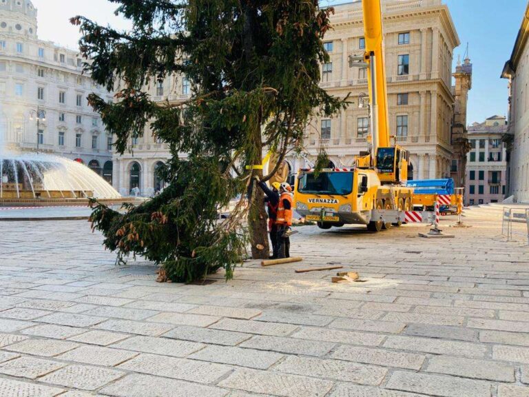 Genova, il tradizionale abete natalizio è arrivato de Ferrari