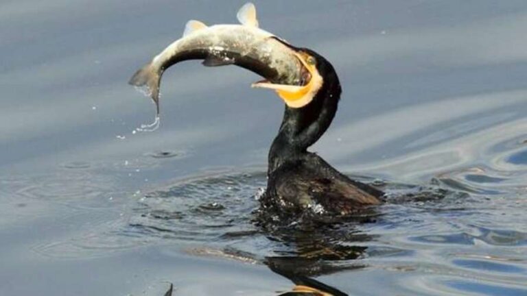 Regione: la giunta approva il piano di  abbattimento selettivo dei cormorani