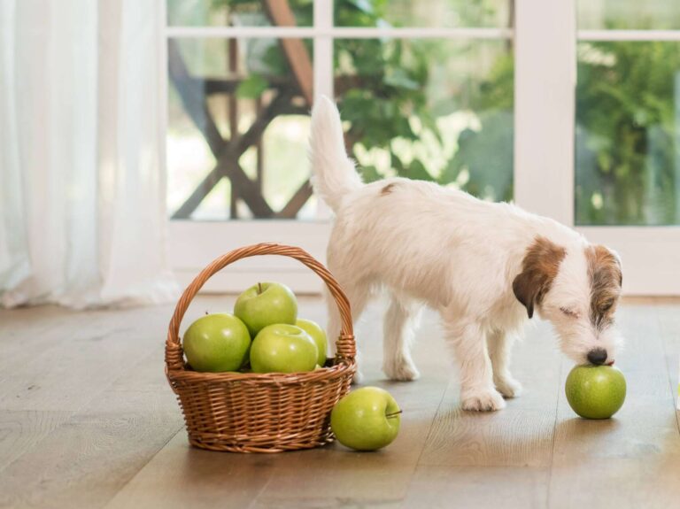 Agras ha acquisito lo stabilimento di Cerere per raddoppiare la produzione di pet food secco