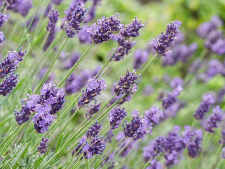 Lavanda cosmetico per le piante: l’Irf di Sanremo ne rivela le proprietà contro afidi e funghi