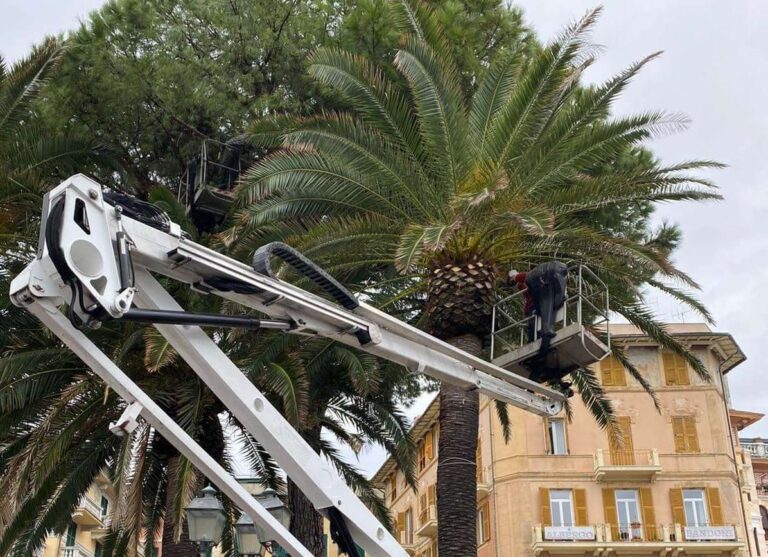 Rapallo, restyling del verde: 12 nuove palme tra lungomare e piazza Molfino