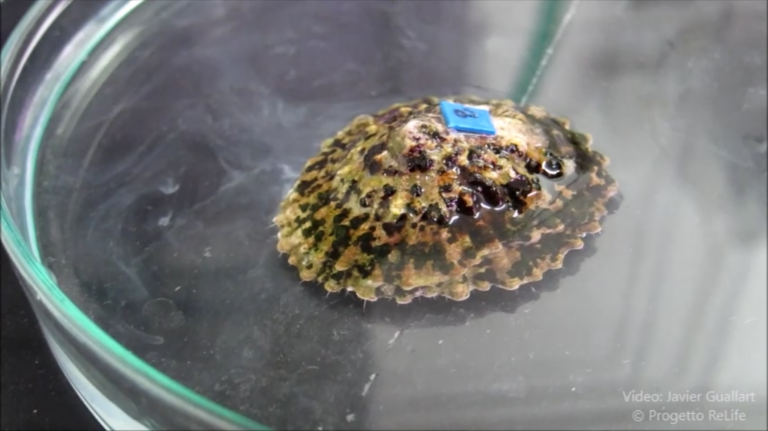 Patella ferruginea, specie verso il ripristino grazie alla ricerca ligure