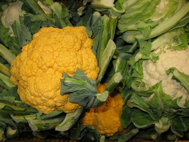 Il cavolfiore romanesco arancione arriva in Liguria: è la sua prima volta sul mercato