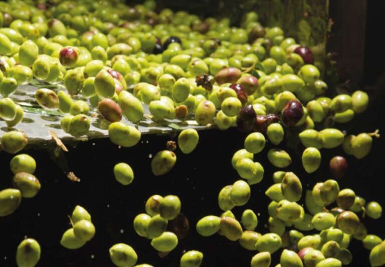 “OrgOlio Liguria” ai nastri di partenza: 8-9-10 dicembre porte aperte in 36 aziende olivicole