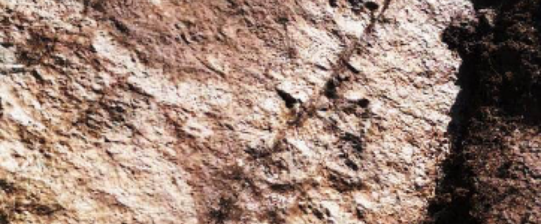 Unige: scoperte orme fossili di grandi rettili sulle Alpi Occidentali