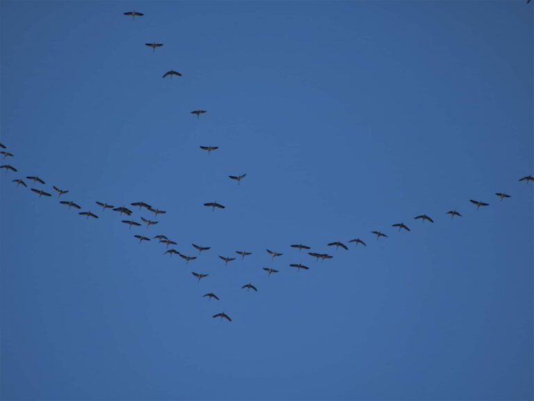 #GruNelBeigua, torna l’iniziativa di birdwatching