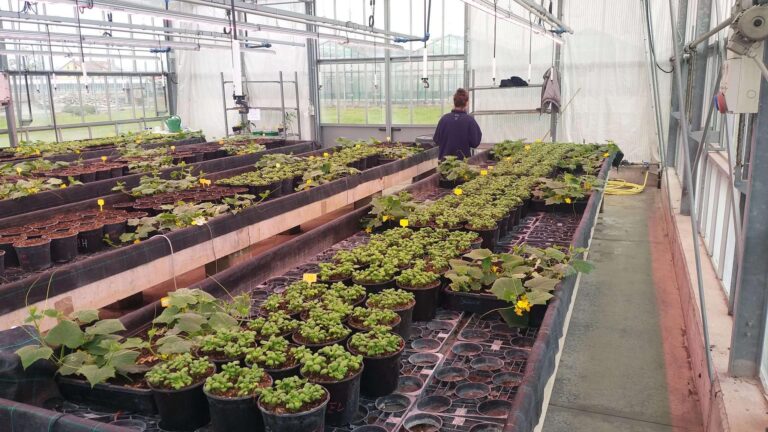 Vasi di plastica, Confagricoltura: “Necessaria nuova sospensione del contributo ambientale”