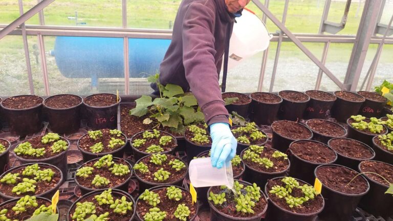 Sciopero agricoltura sospeso il 30 aprile: Patuanelli ha rassicurato sul bonus sostegno