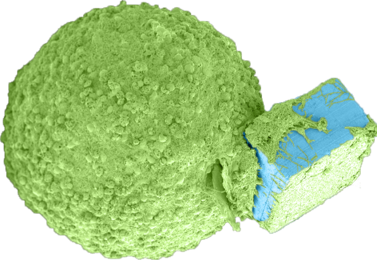 Dalla ricerca dell’Iit dei mini-organi con microchip per recuperare il sistema nervoso compromesso