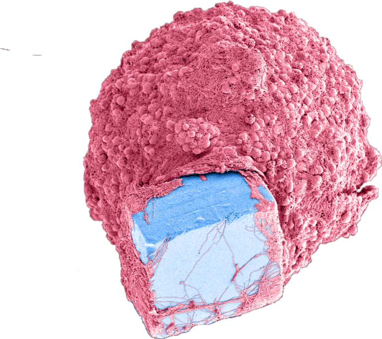 mini-organi ibridi con microchip