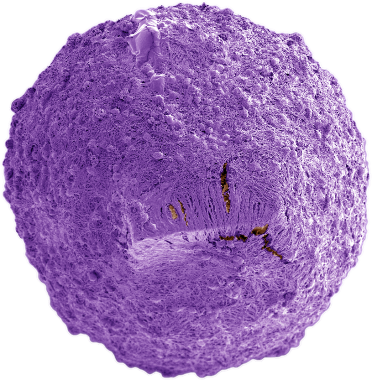 mini-organi ibridi con microchip