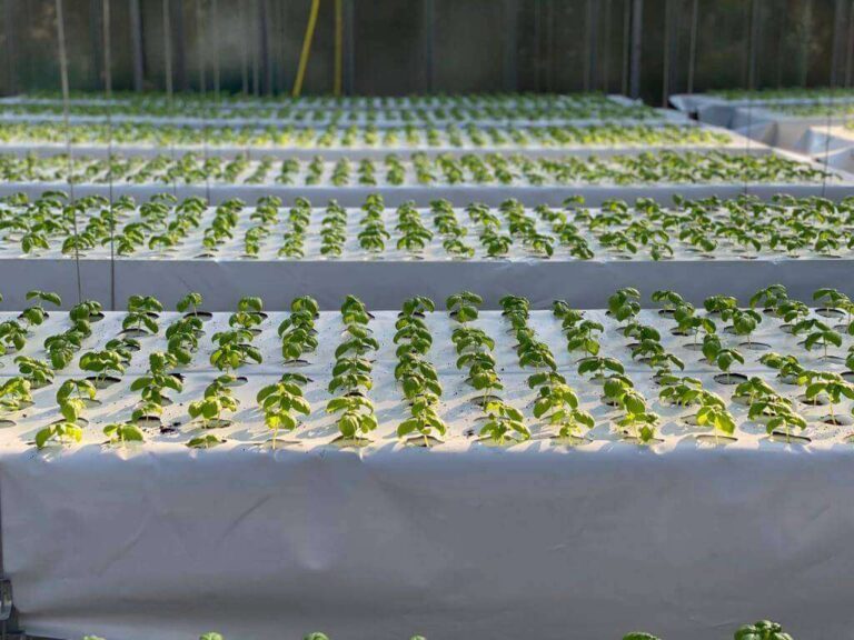 Basilico-Agricoltura-Aeroponica-Gazzotti11
