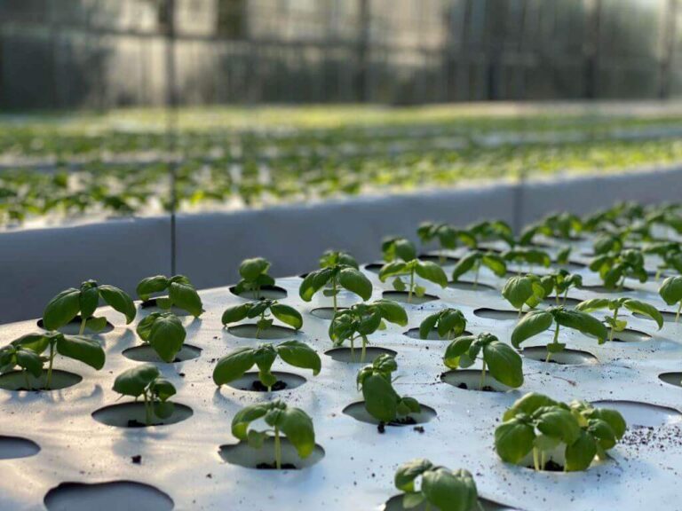 Startup AgriTech e FoodTech: al via la seconda call di Up2Stars di Intesa Sanpaolo