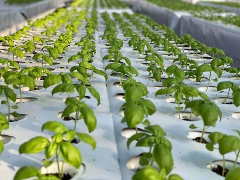 Agricoltura e pesca, Coldiretti: «Nella legge di bilancio interessanti novità per il settore»