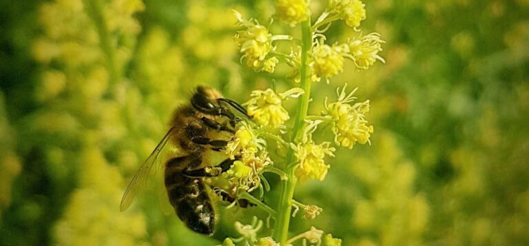 L’ape nera del Ponente ligure è un nuovo Presidio Slow Food