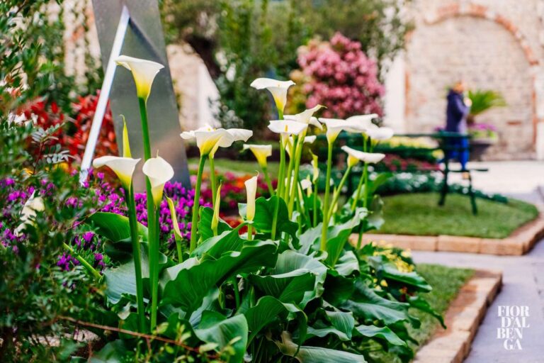Albenga, in vendita oggi i fiori dell’aiuola di piazza San Michele