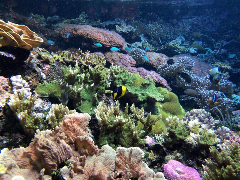 Amici dell’Acquario, ciclo di conferenze dedicato a studi per salvaguardia ambiente marino