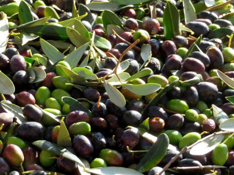 Olivicoltura, Cia Savona: “Clima favorevole, aumenterà la produzione”