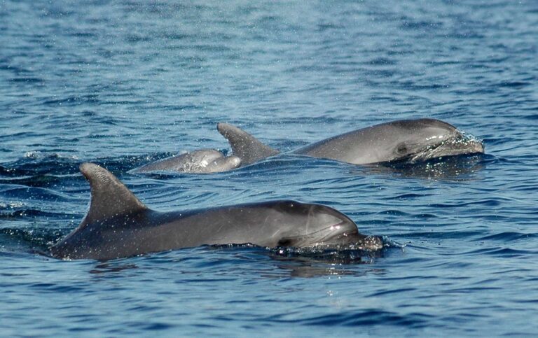 Giornata degli Oceani, Smarties sostiene il progetto Delfini Metropolitani dell’Acquario di Genova