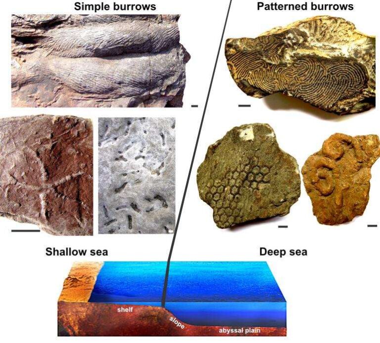 Tane sottomarine strutturate con regole simili a quelle dei social