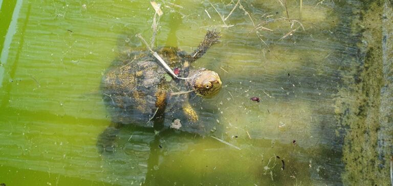 Abenga: nuovo rilascio in natura per le testuggini palustri ingaune