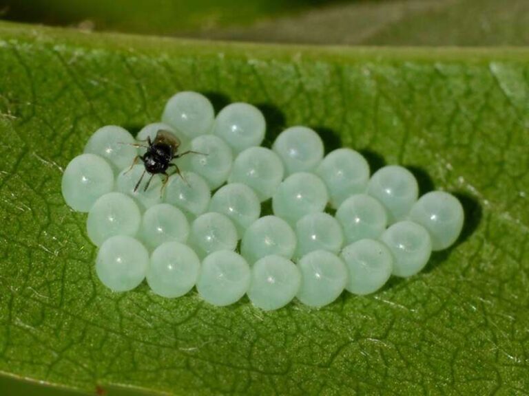 Vespa samurai contro la cimice asiatica, primi lanci anche in Liguria