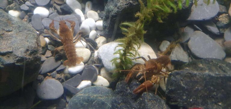 All’Acquario di Genova una nuova vasca per promuovere la tutela del gambero di fiume