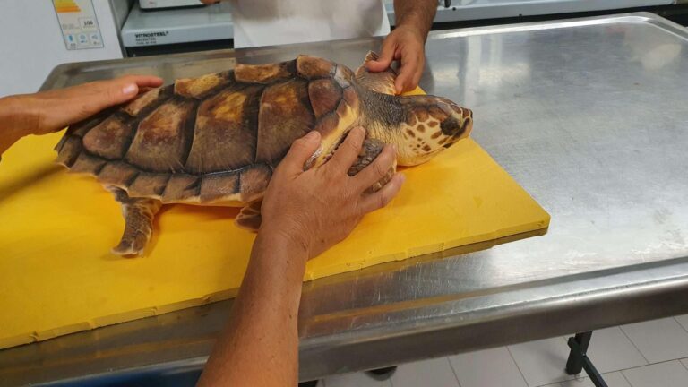 Controllo veterinario_093243