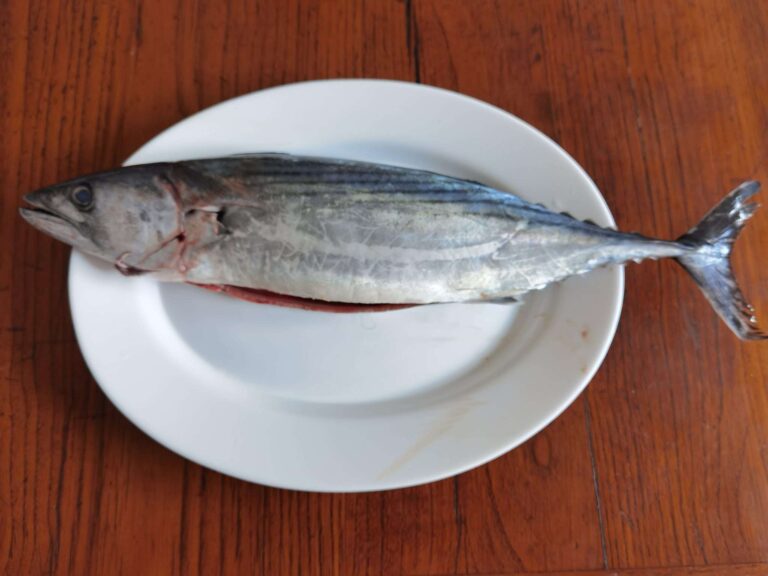 Filetti di palamita alla salsa