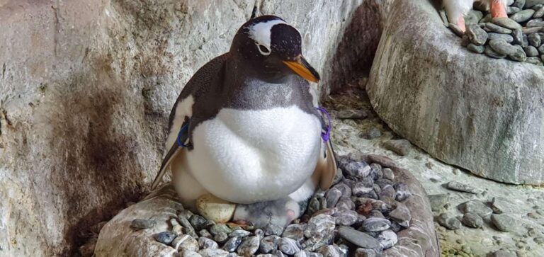 Papà Kowalski cova pulcino_20210709_144601