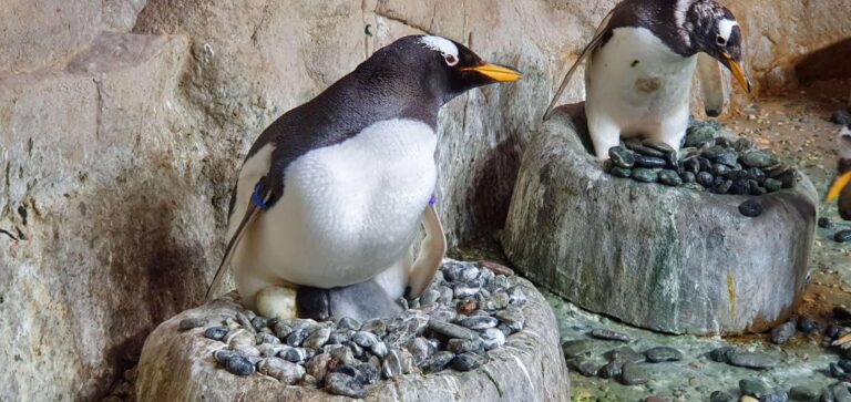 Pulcino Papua con papà Kowalski_20210709_145945