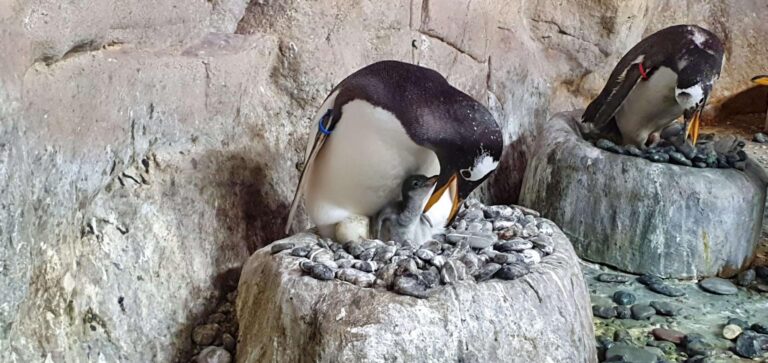 Pulcino Papua con papà Kowalski_20210709_150606