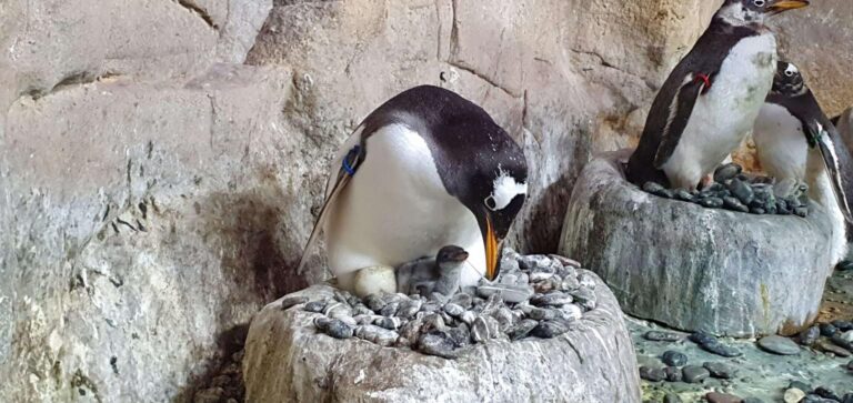 Quattro nascite all’Acquario di Genova