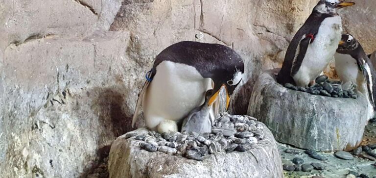 Pulcino Papua con papà Kowalski_cibatura pulcino_20210709_150636