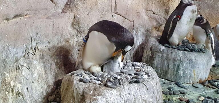 Pulcino Papua con papà Kowalski_cibatura pulcino_20210709_150638